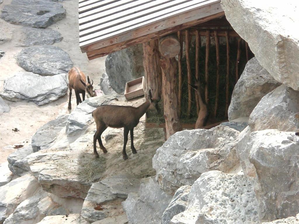 Appartements Haus Olympia Innsbruck Værelse billede